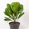 Palm Kol | Ruffled Fan Palm