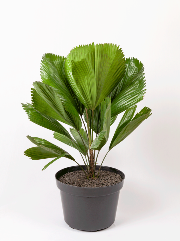 Palm Kol | Ruffled Fan Palm