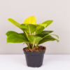 Philo Lemon | Blushing Philodendron