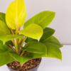 Philo Lemon | Blushing Philodendron