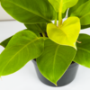 Philo Lemon | Blushing Philodendron