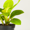 Philo Lemon | Blushing Philodendron