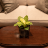 Philo Lemon | Blushing Philodendron
