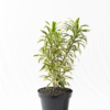 Song of India | Dracaena reflexa