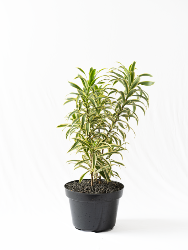 Song of India | Dracaena reflexa