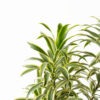 Song of India | Dracaena reflexa