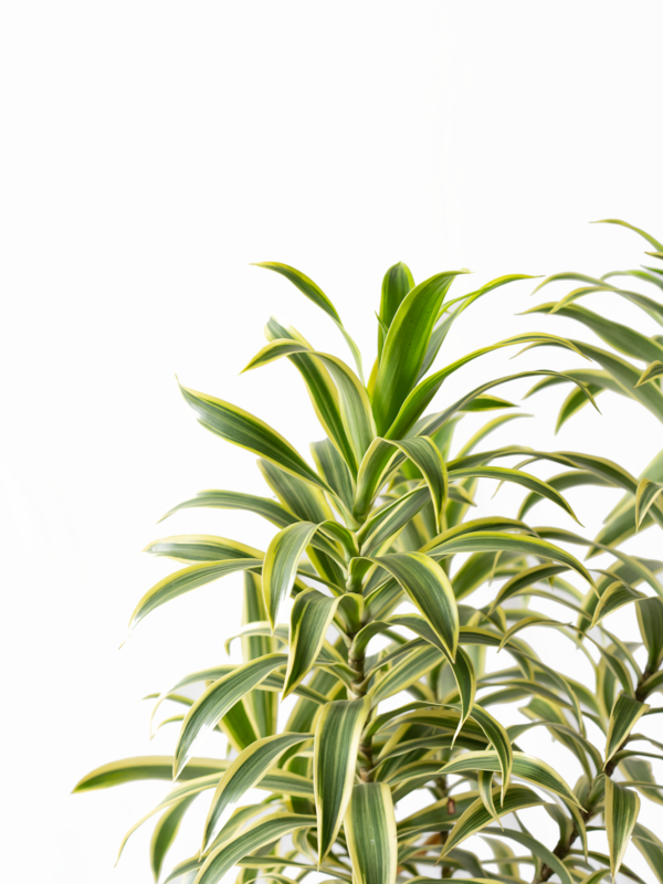 Song of India | Dracaena reflexa