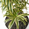 Song of India | Dracaena reflexa