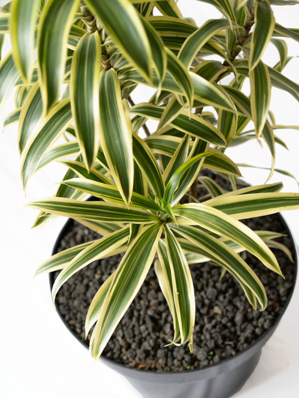 Song of India | Dracaena reflexa