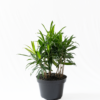 Song of Jamaica | Dracaena reflexa 'Aurea Variegata'