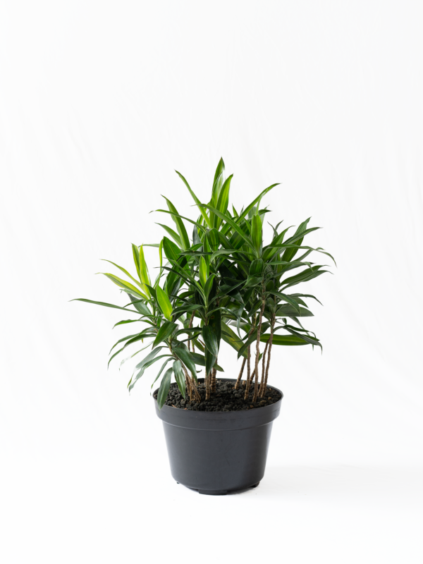 Song of Jamaica | Dracaena reflexa 'Aurea Variegata'