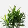 Song of Jamaica | Dracaena reflexa 'Aurea Variegata'