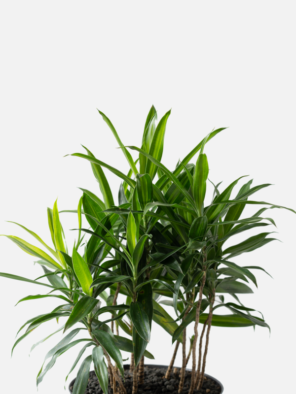 Song of Jamaica | Dracaena reflexa 'Aurea Variegata'