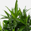 Song of Jamaica | Dracaena reflexa 'Aurea Variegata'