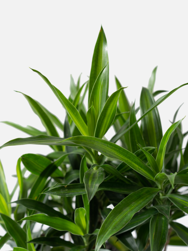 Song of Jamaica | Dracaena reflexa 'Aurea Variegata'