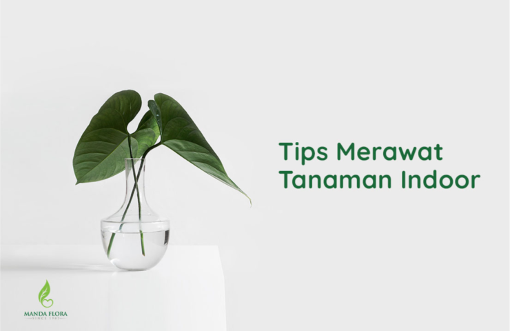 merawat tanaman indoor