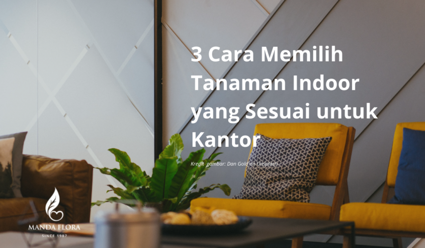 memilih tanaman indoor