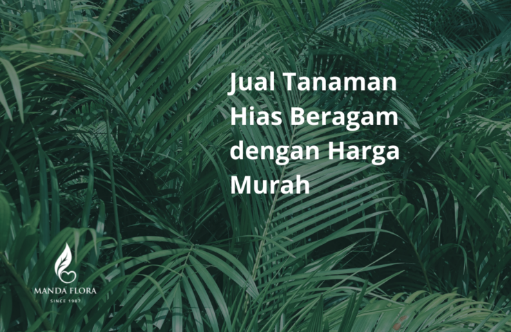 jual tanaman hias