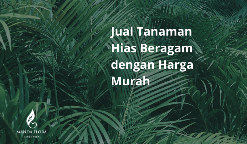 jual tanaman hias