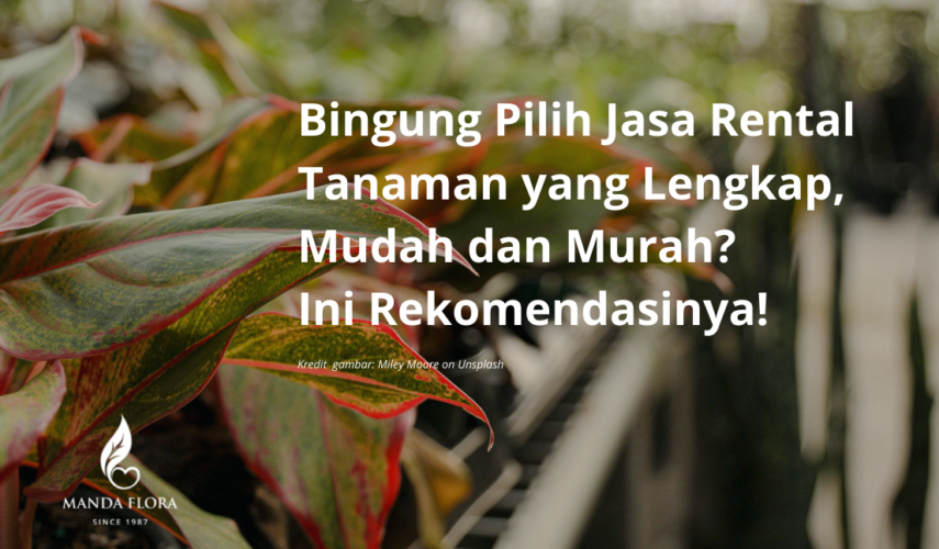 rental tanaman