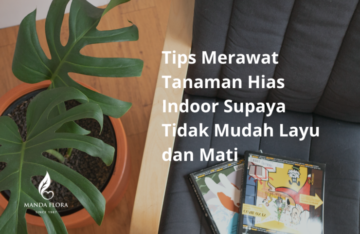 tanaman hias indoor