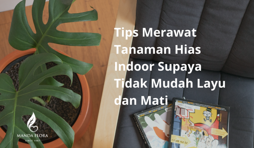 tanaman hias indoor