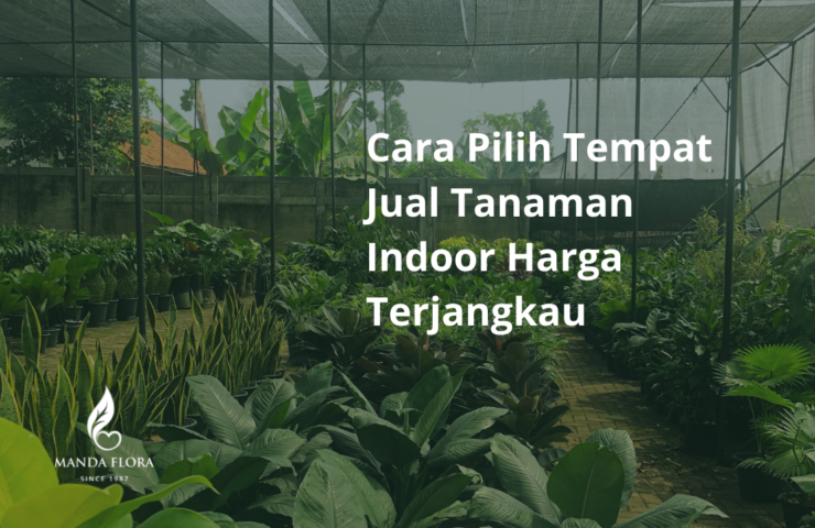 jual tanaman indoor