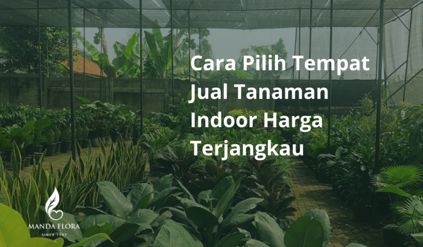 jual tanaman indoor