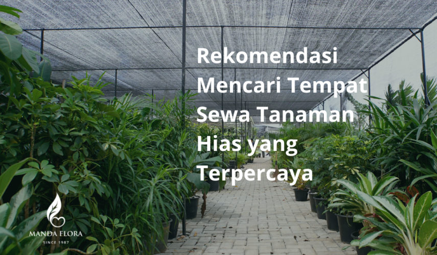 rekomendasi tempat sewa tanaman hias yang terpercaya
