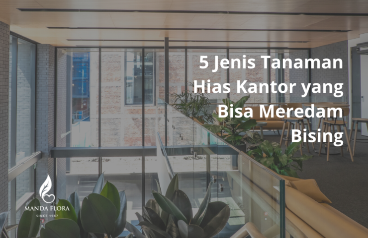 tanaman hias kantor