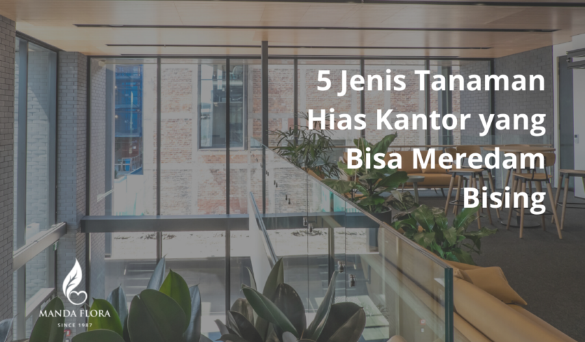 tanaman hias kantor