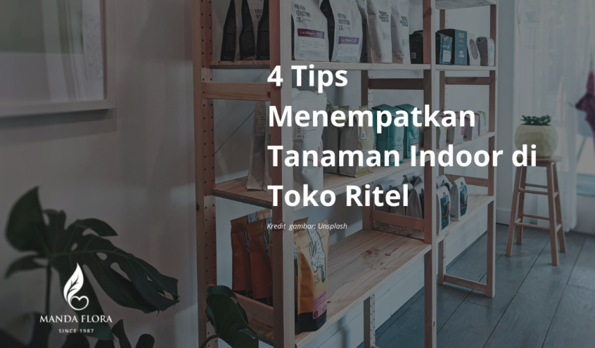 tanaman indoor di toko ritel