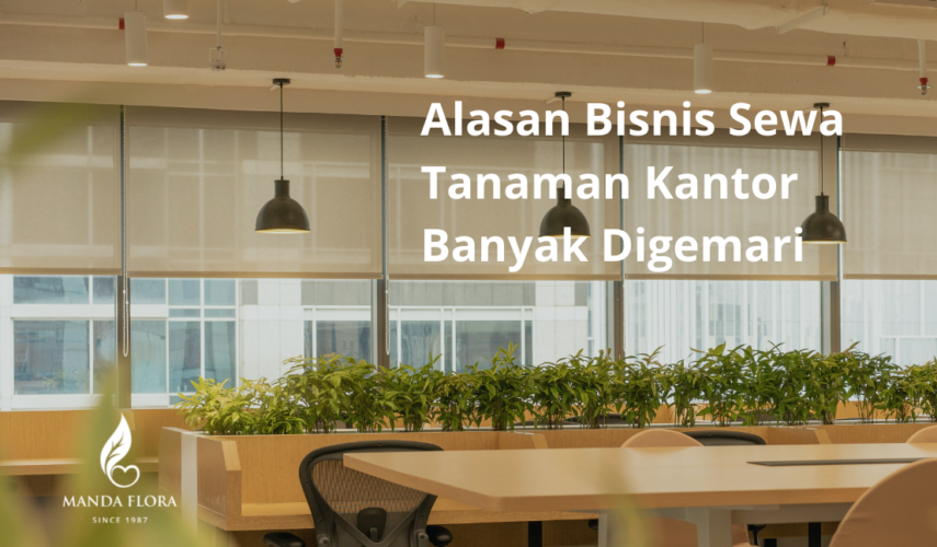 sewa tanaman kantor