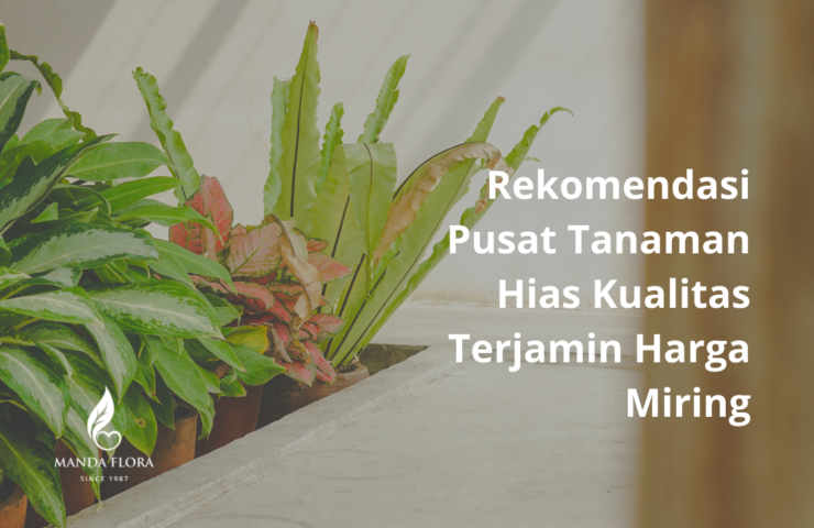 pusat tanaman hias