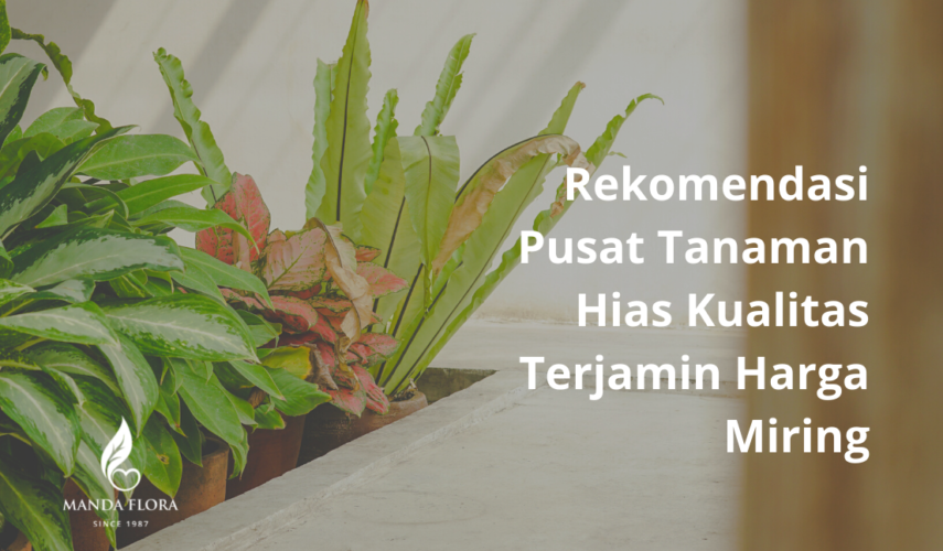 pusat tanaman hias