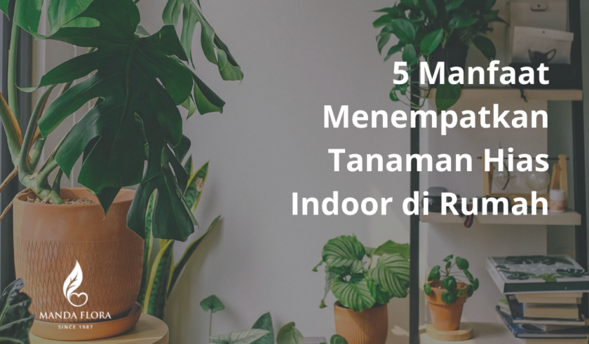 tanaman hias indoor