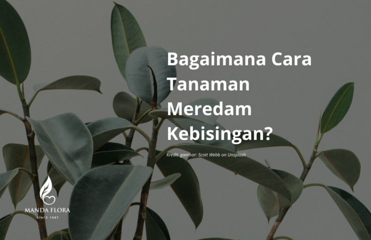 tanaman meredam kebisingan