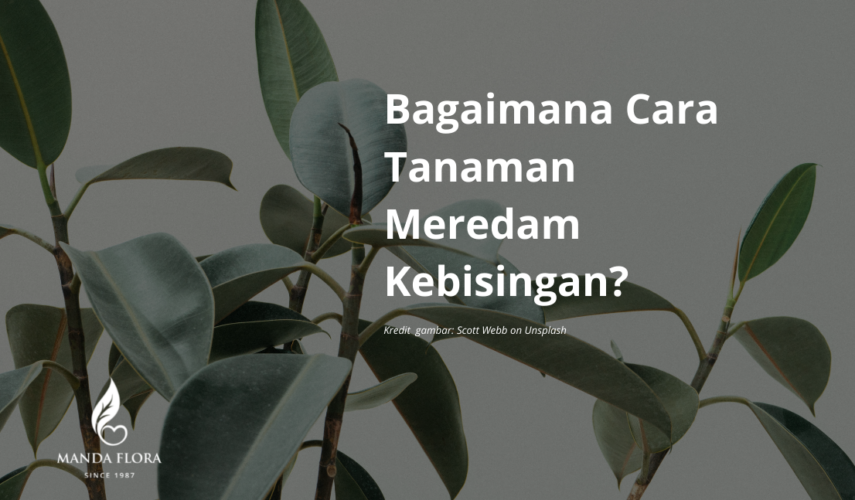 tanaman meredam kebisingan