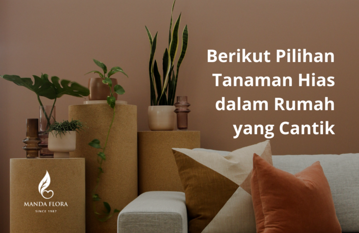 tanaman hias dalam rumah