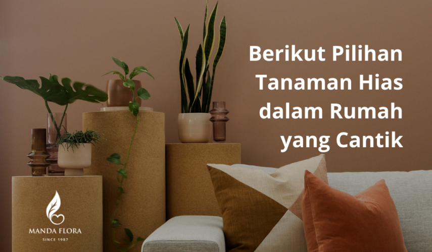 tanaman hias dalam rumah
