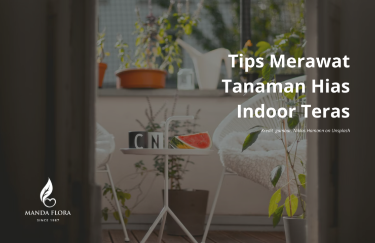 tanaman hias indoor