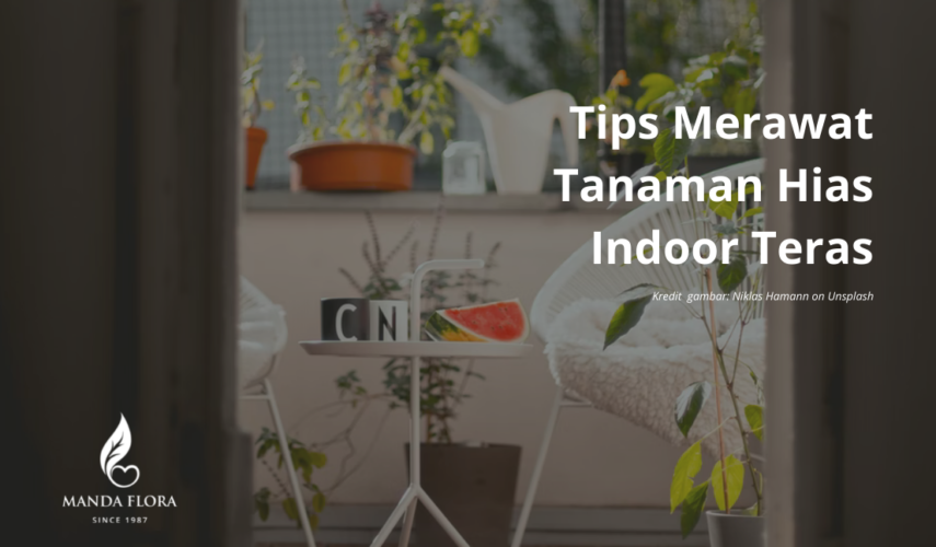 tanaman hias indoor