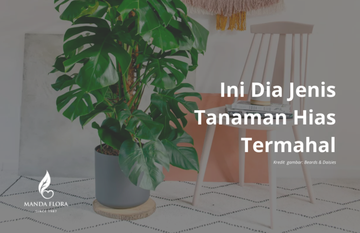 tanaman hias termahal