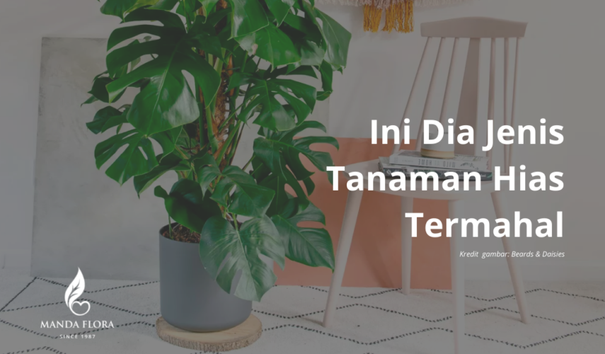 tanaman hias termahal