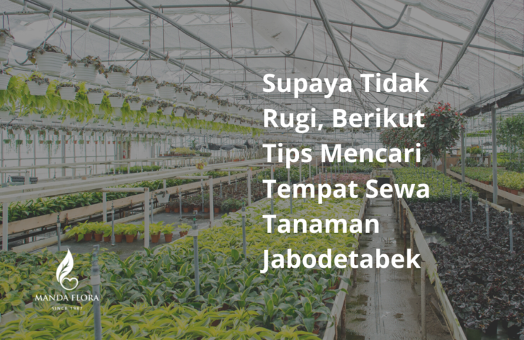 sewa tanaman jabodetabek