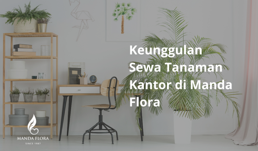 sewa tanaman kantor