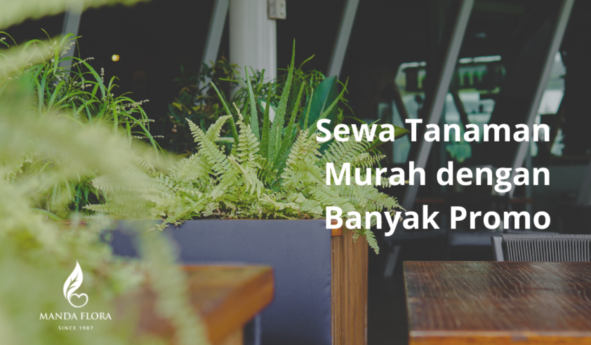 sewa tanaman murah
