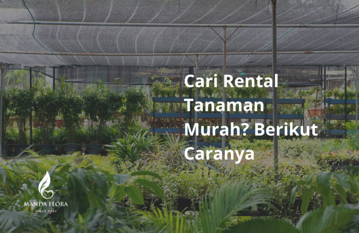 rental tanaman murah