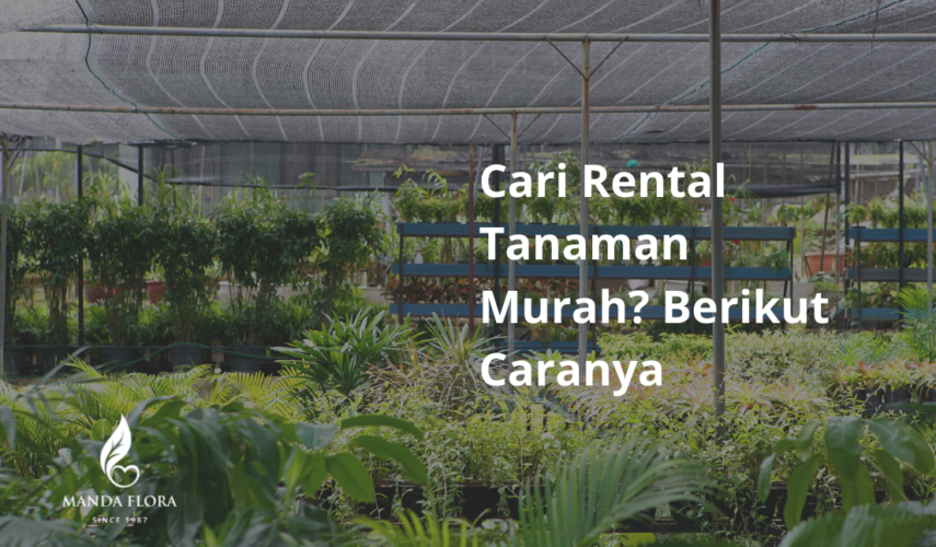 rental tanaman murah