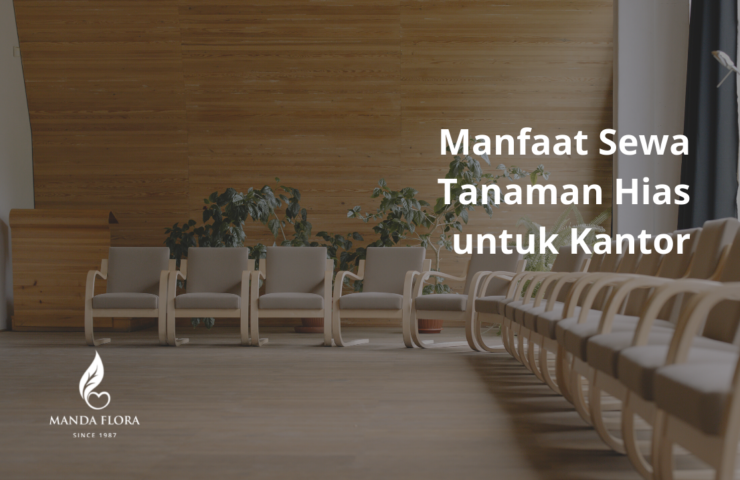 sewa tanaman hias